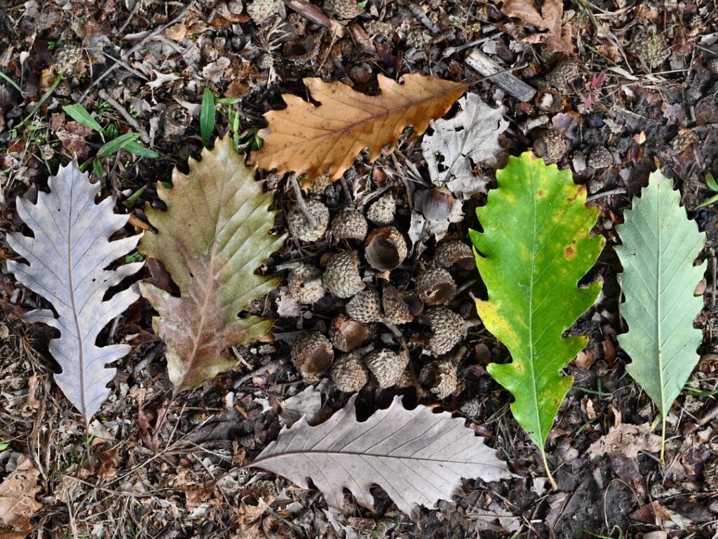 I found this hybrid oak tree in a small park