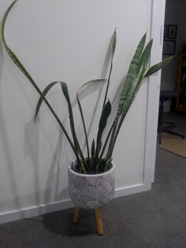 Does this snake plant need a bigger pot Does this snake plant need a bigger pot
