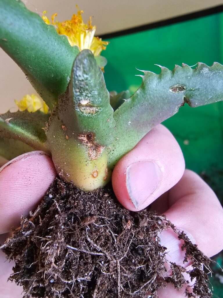 New Faucaria brown spots? New Faucaria brown spots?