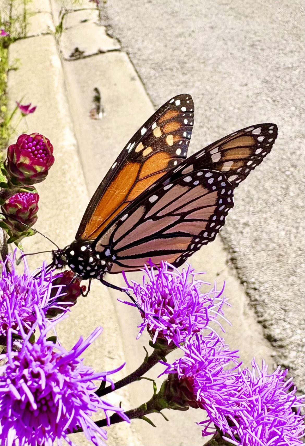Planted 3 more of these Liatris yesterday for next year’s Monarch and pollinator visitors
