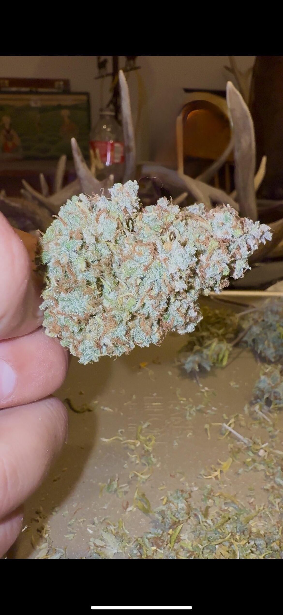 First grow finished!!! Wdyt