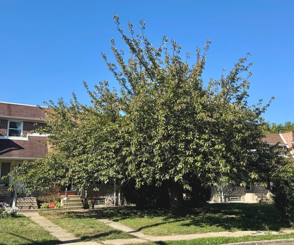 Reasonable quote to prune a kwanzan cherry? Reasonable quote to prune a kwanzan cherry?