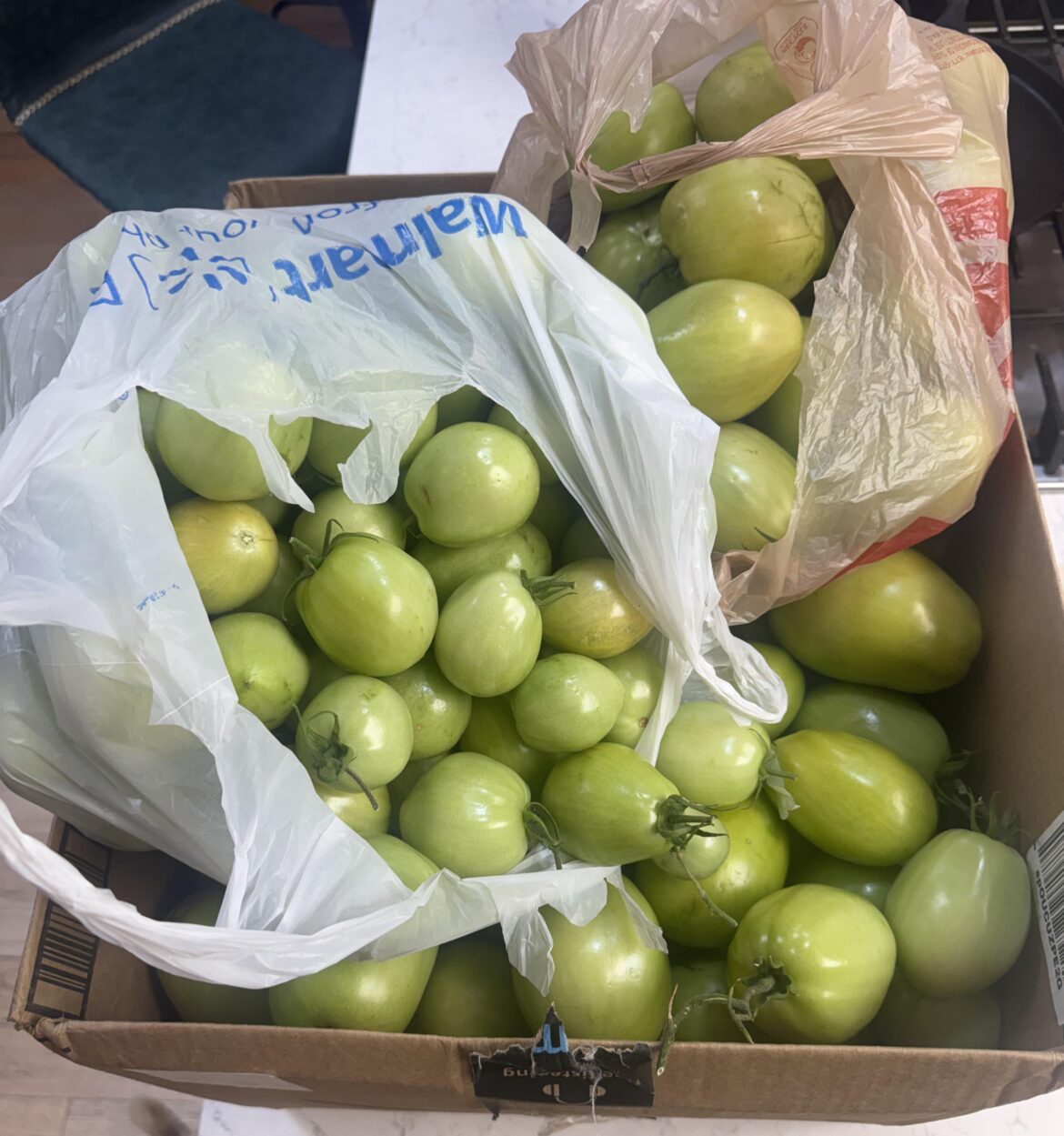Hard freeze tonight.  Had to gather all the tomatoes, whether green or not.