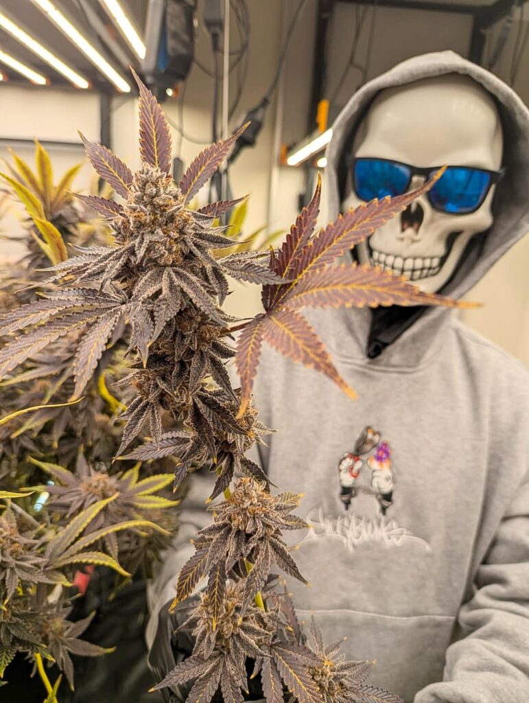 🎃 Happy Halloween Harvest! Iced Sangria (Purple Punch × Oreoz) came down today 🥶✨