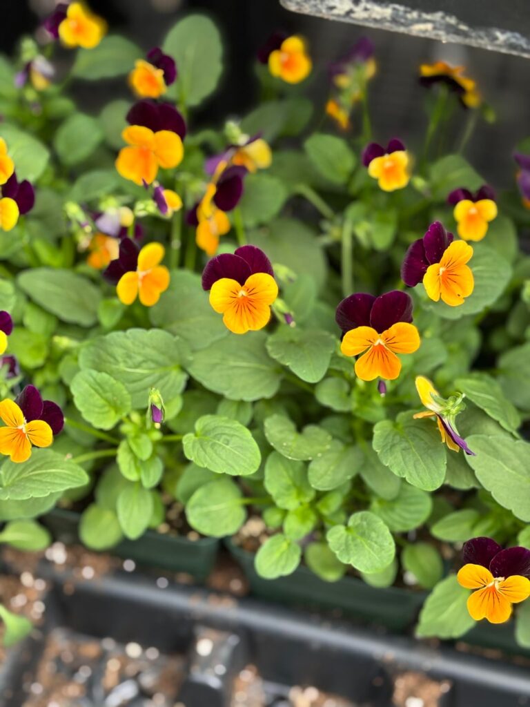 Thought these were really pretty