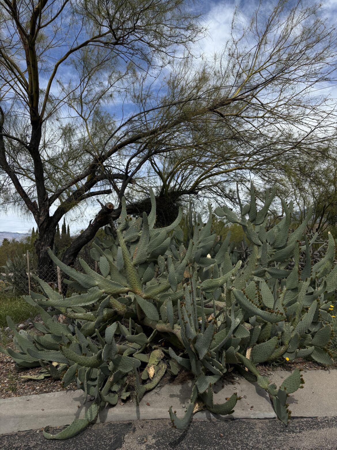 another cool cactus i’ve seen at work
