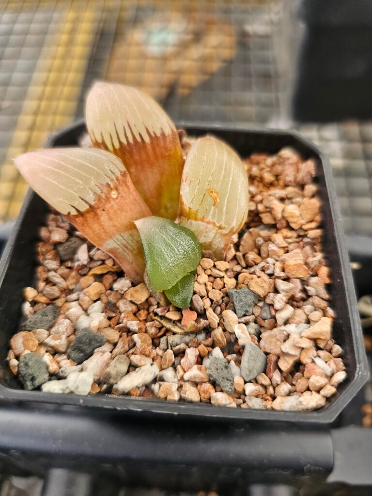 Just when you lose hope for a plant