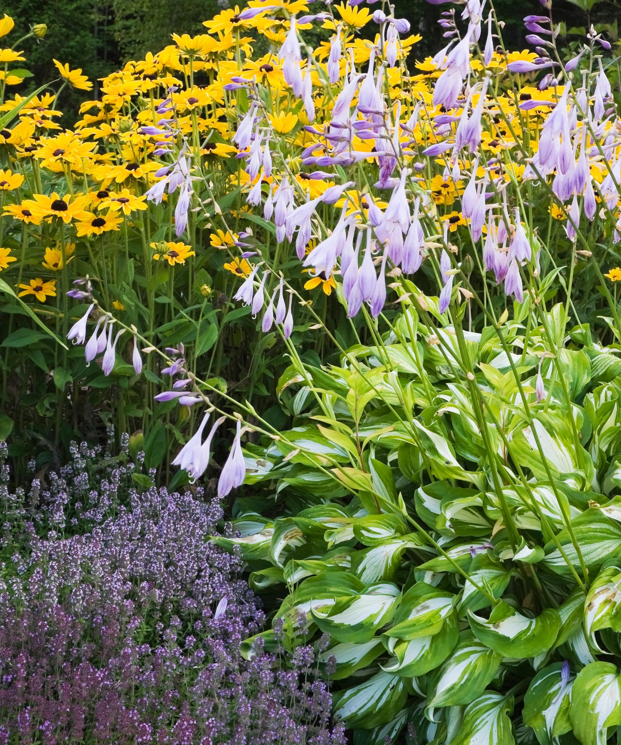 Hostas in a fall garden