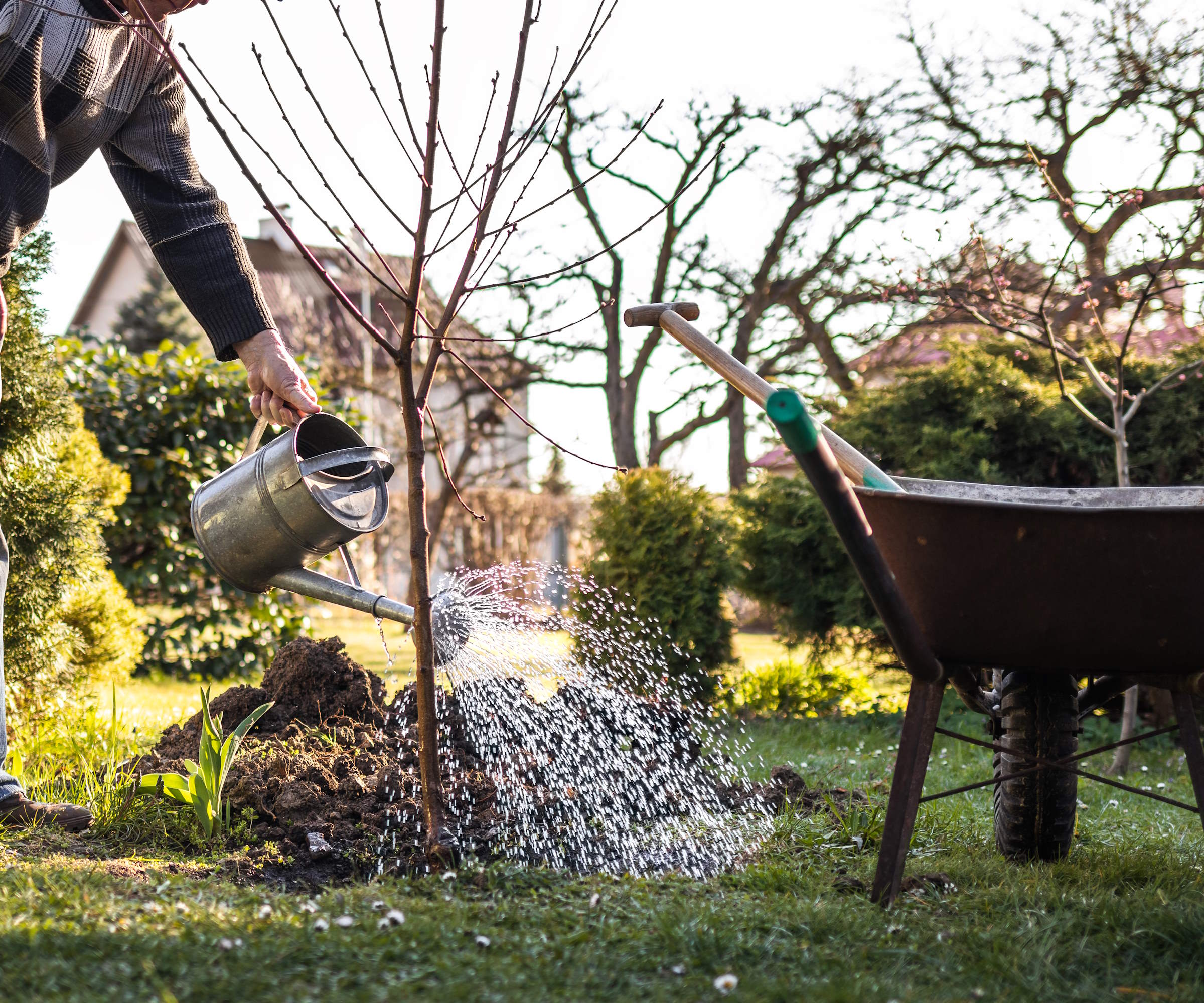 Planting a fruit tree into a backyard and watering it