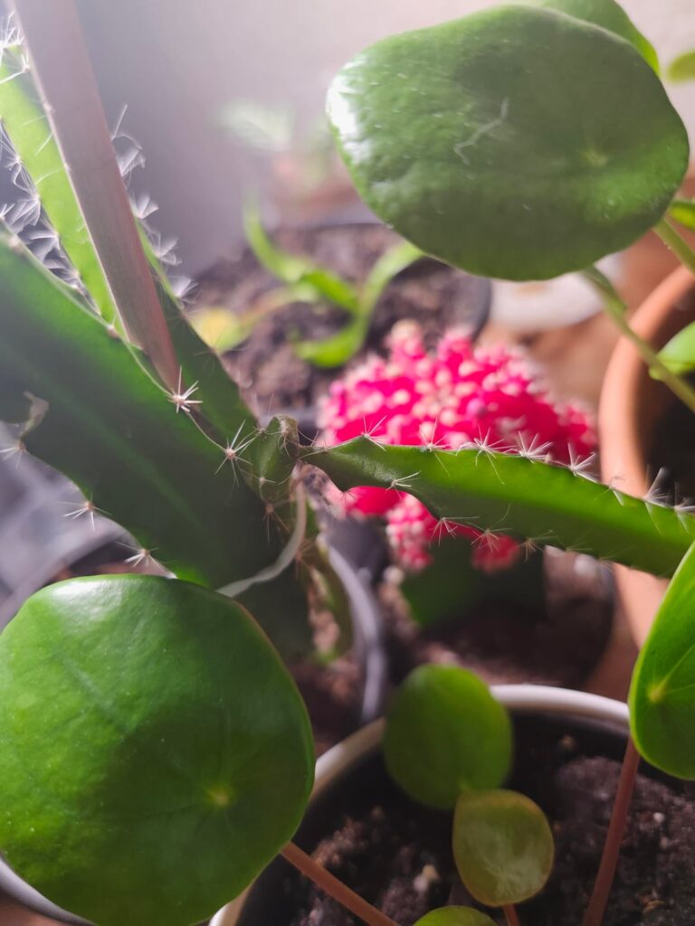I think I should propagate this dragon fruit cactus I think I should propagate this dragon fruit cactus