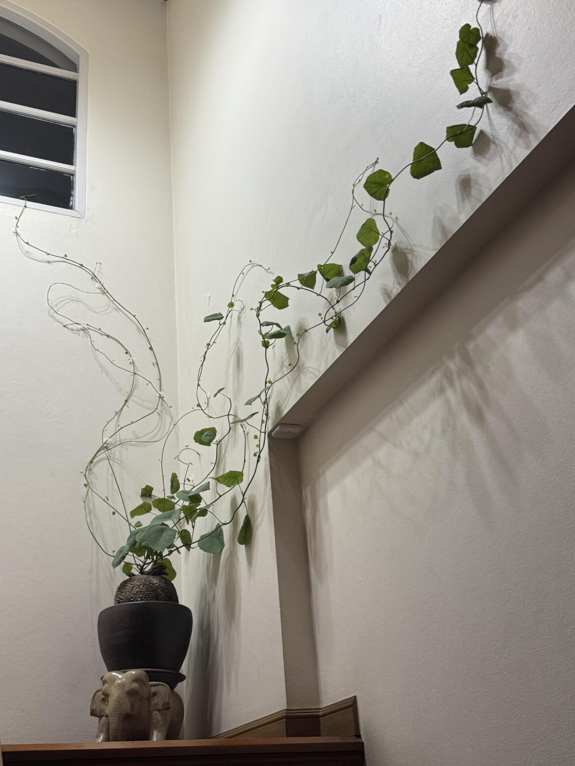 Why the existing leaves folded and the new vines keep growing longer without having bigger leaves? My first Caudex