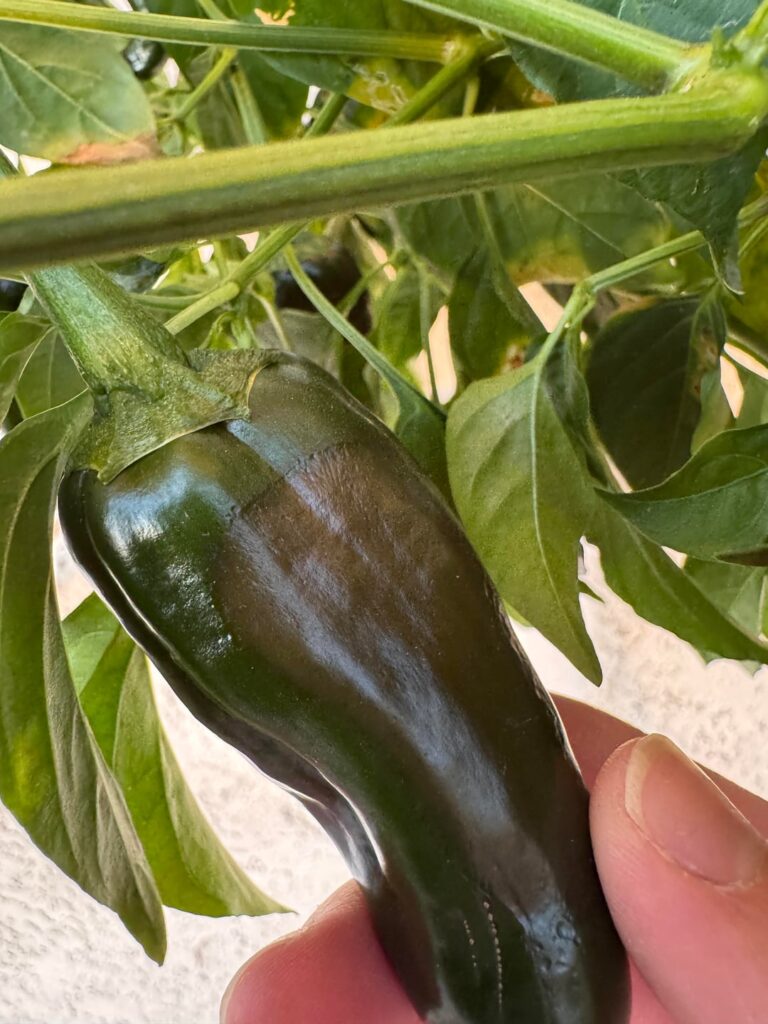 What are these soft dark spots on my jalapeños?