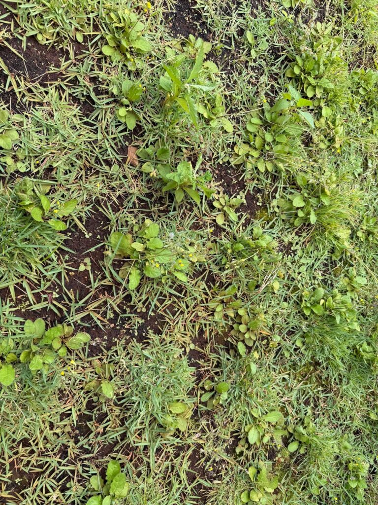 What Weed Killer Work Best For Lawns Without Burning Grass?