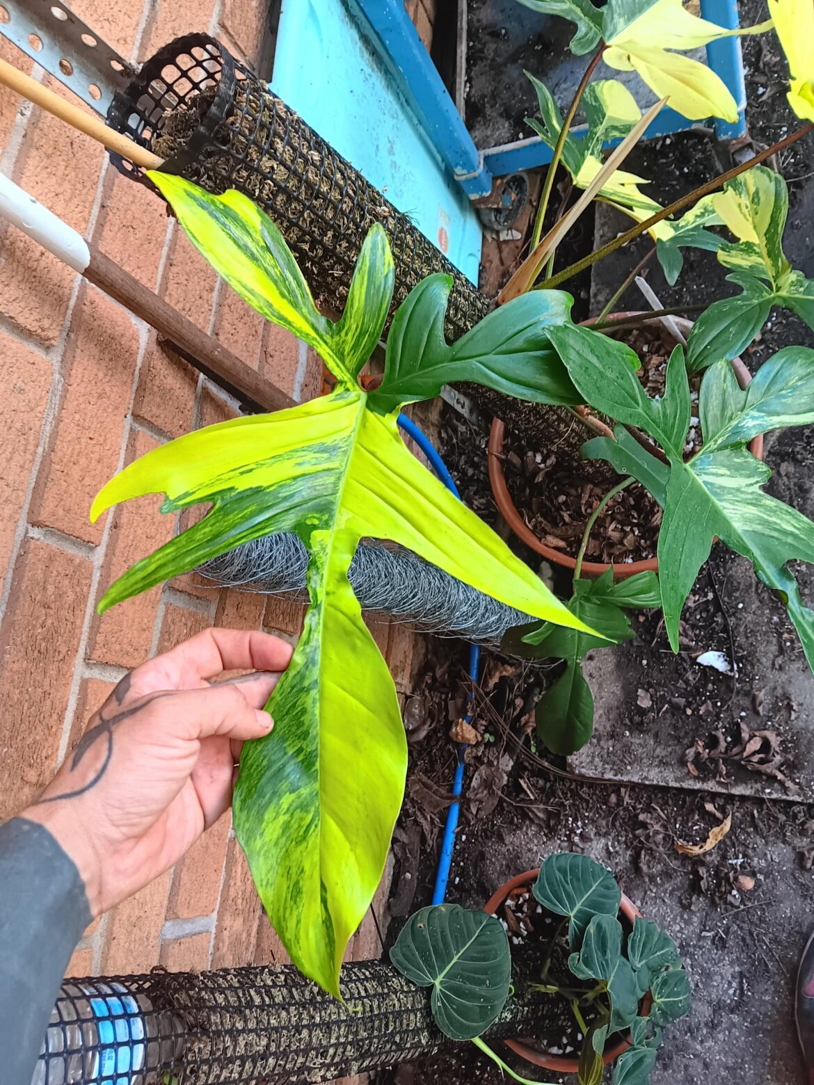 Yeah, florida beauties arnt rare anymore. I Still think they look fricking cool though!