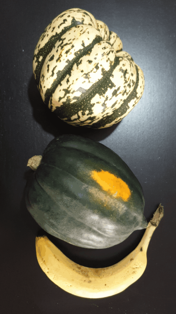 Are these “novelty” squash good eating? Are these "novelty" squash good eating?