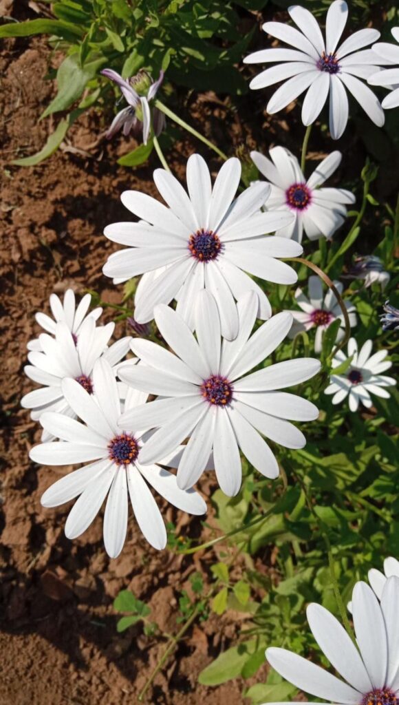 Oh how I love flowers🩷✨️