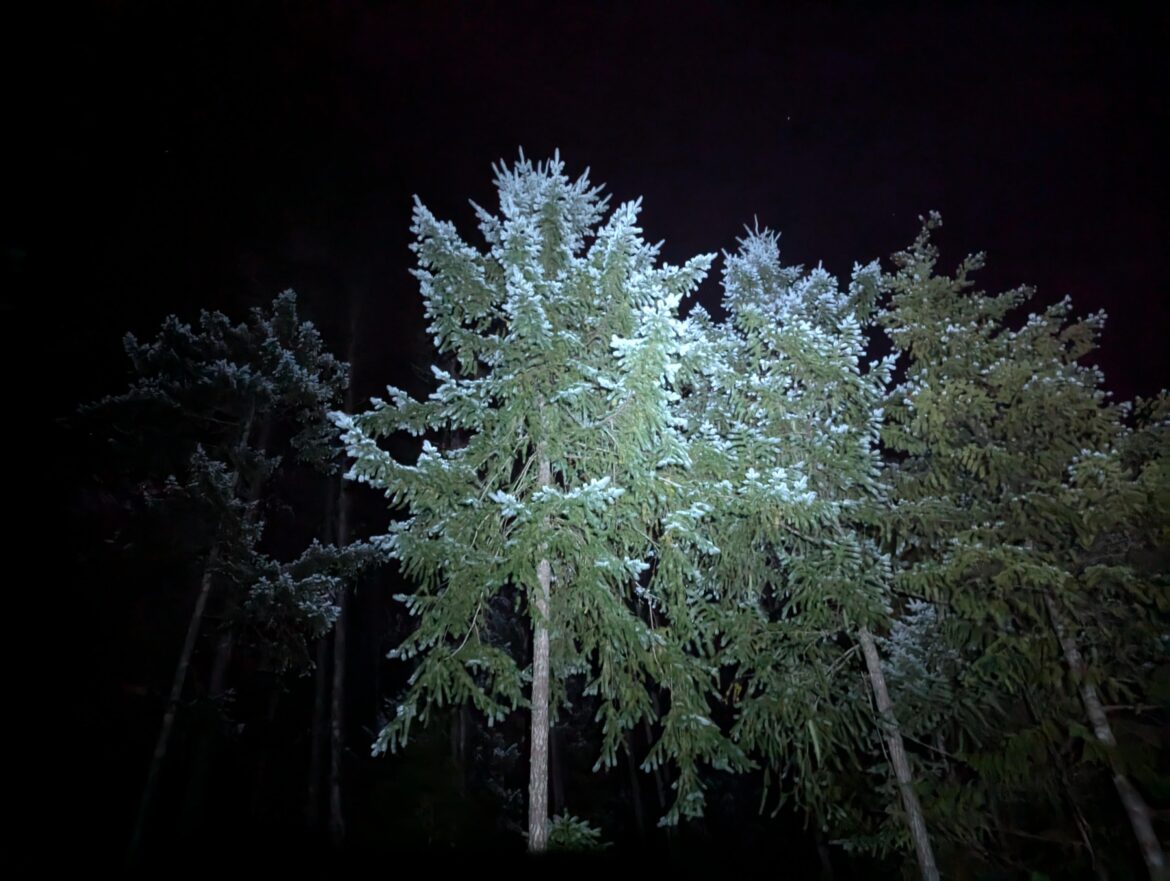 What are these Douglas Fir doing to cause this color difference? What are these Douglas Fir doing to cause this color difference?