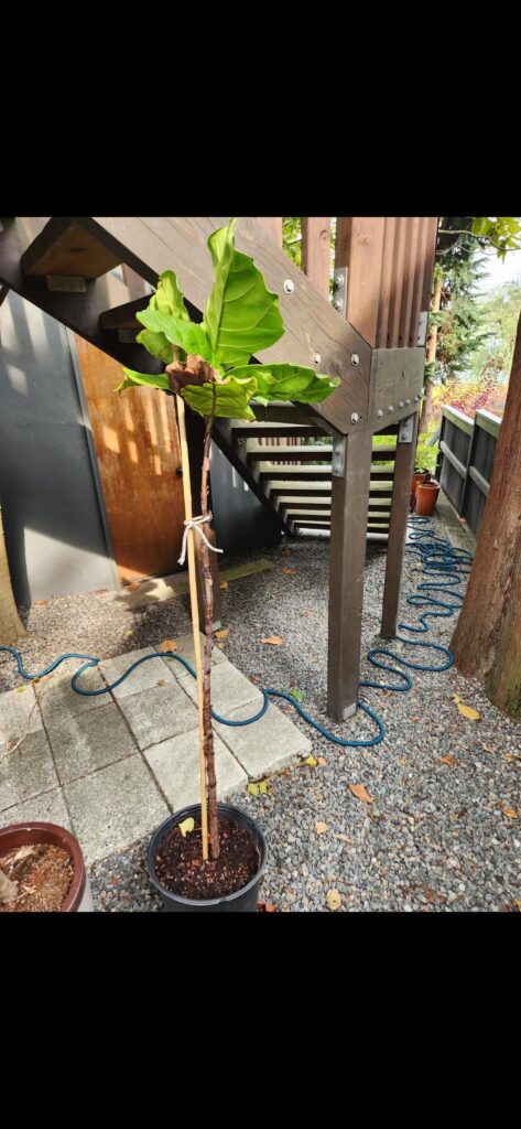 Rescue Fig Advice Needed