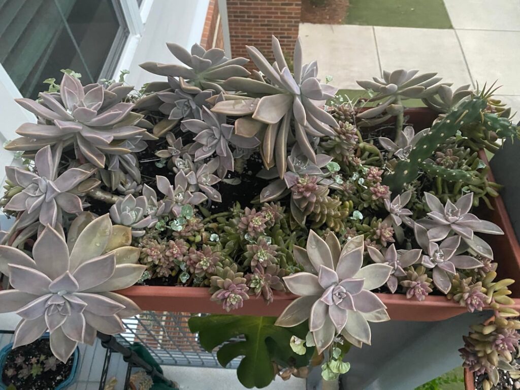 Succulents- sell ‘em or save ‘em? Succulents- sell ‘em or save ‘em?