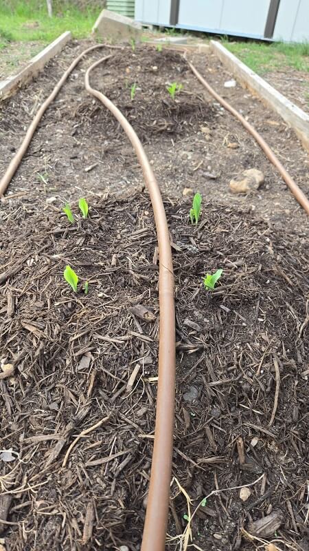 One Reddit gardener's vegetable harvest almost doubled in size over the span of a mere two weeks, thanks to the Three Sisters method.