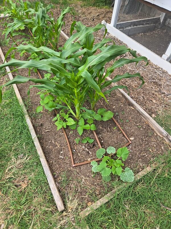 One Reddit gardener's vegetable harvest almost doubled in size over the span of a mere two weeks, thanks to the Three Sisters method.