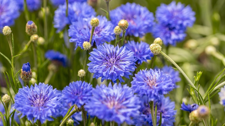 Blue flowers of cornflower in bloom