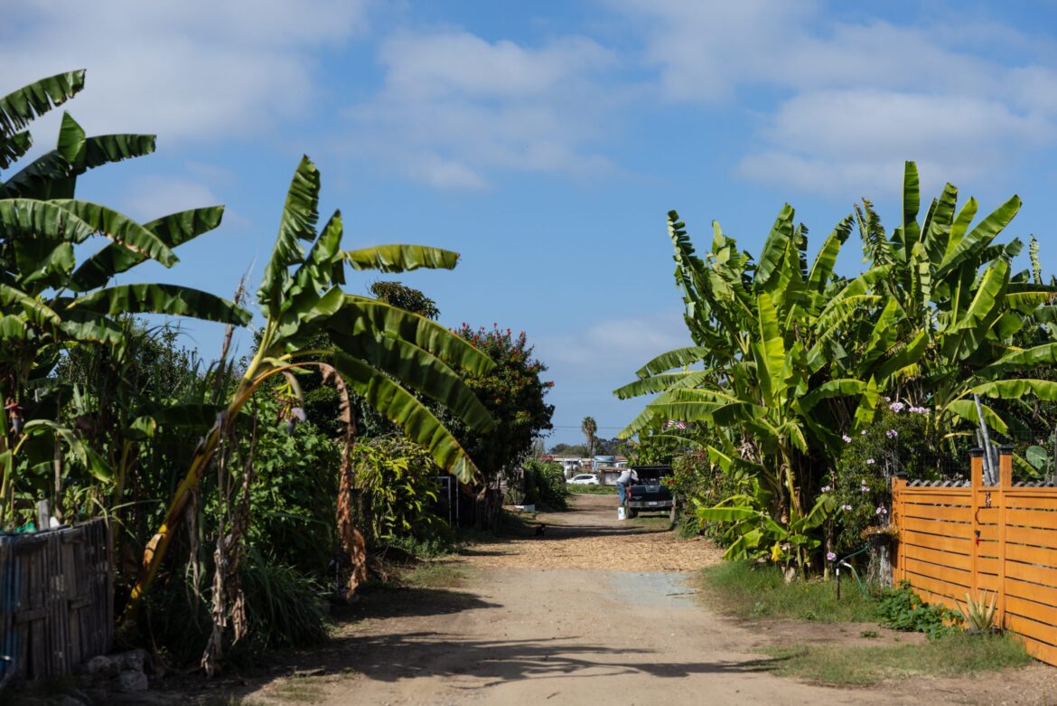 South County Report: Community Gardens Become a Symbol…But of What? South County Report: Community Gardens Become a Symbol…But of What?