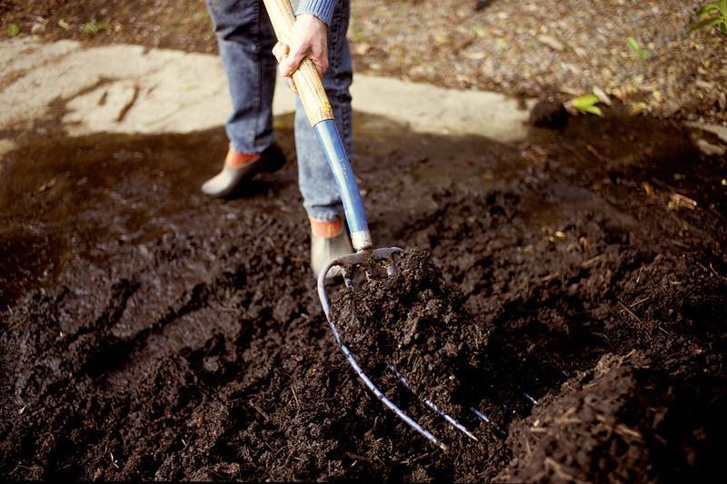 No-till gardening builds healthier soil at home A person uses a garden fork to loosen rich dark soil in a no-till garden bed.