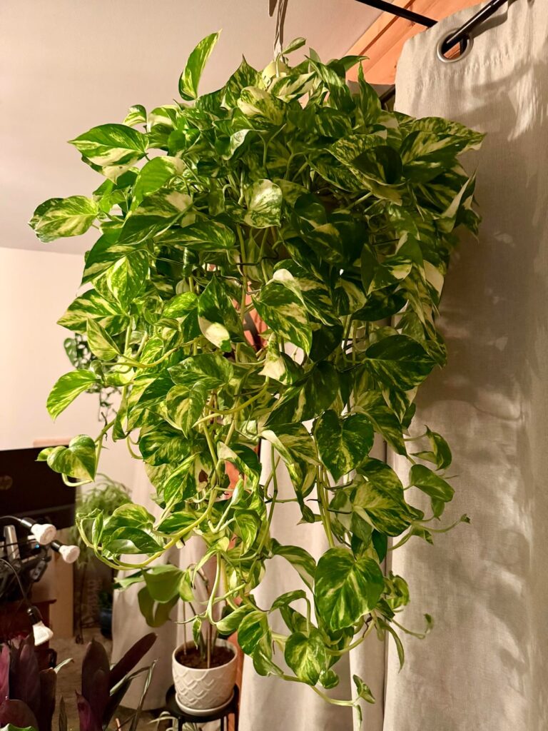 Churchill Pothos