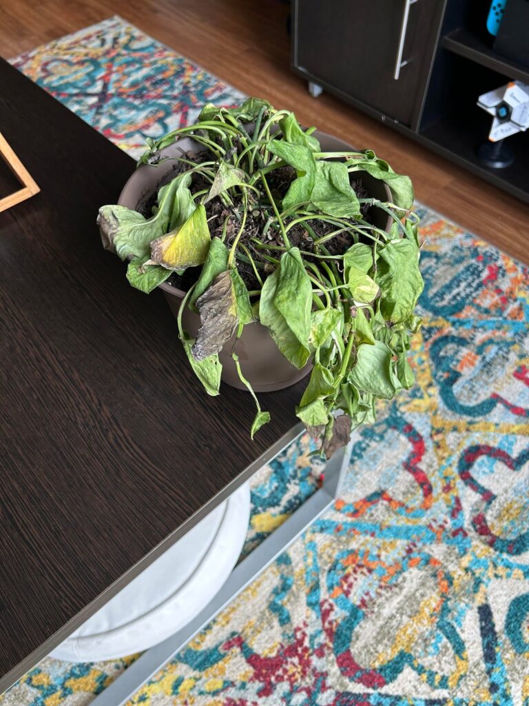 Please help :( my Pothos and Spider plant are so sad