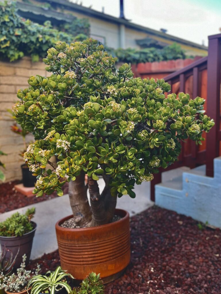 ‘Tis the season! 🤍🌸