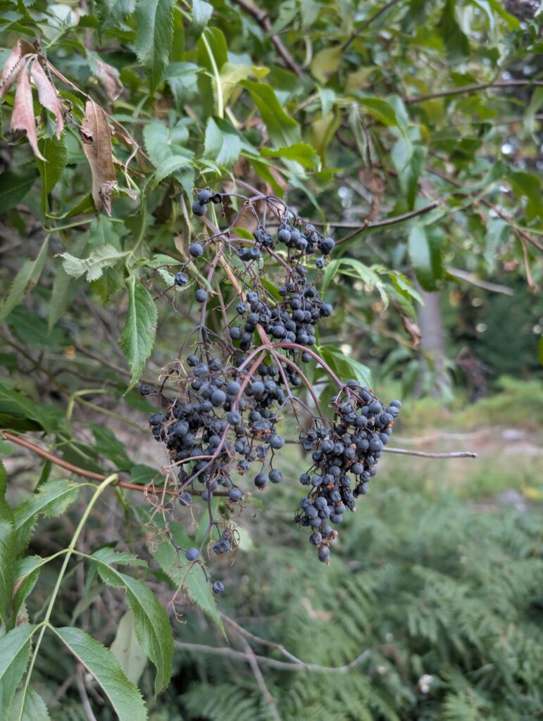 Berry identification?