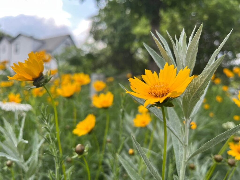 Parkway “Hellstrip” Garden, Year 2