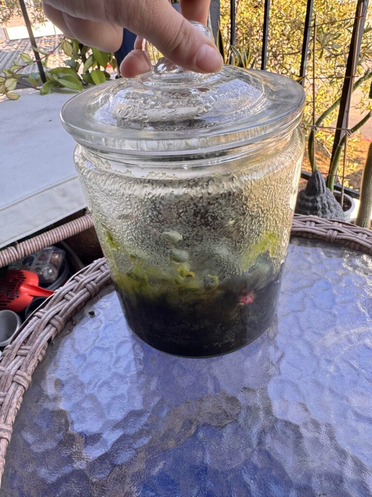 Tiny bug infestation