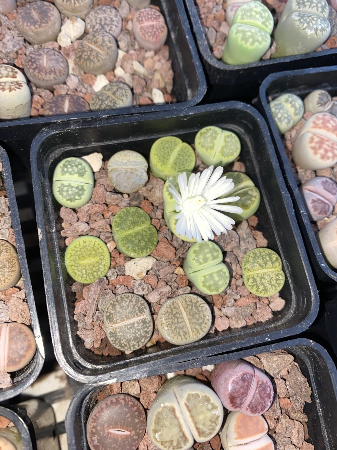 first flower for her🥰