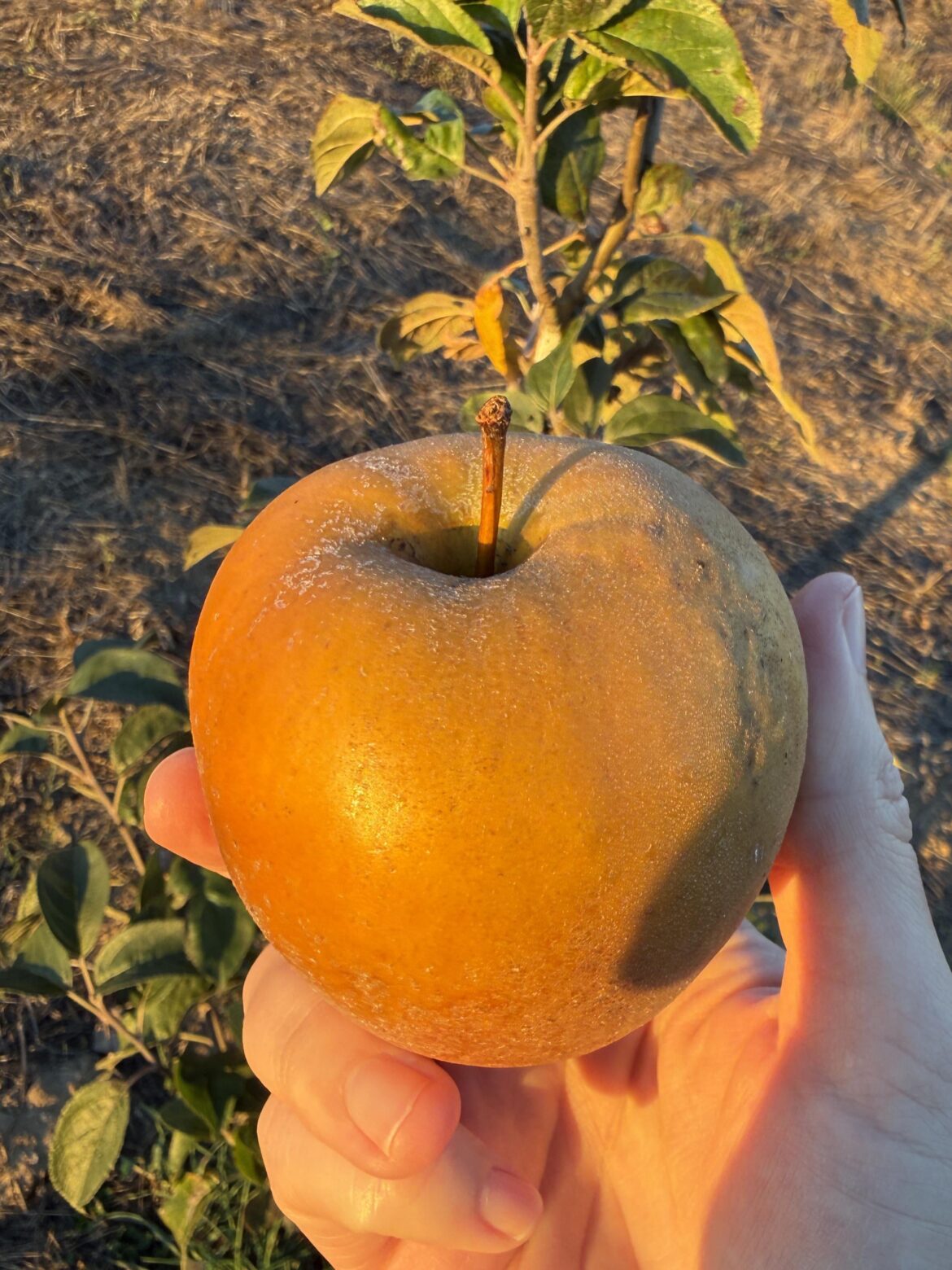 Hudson’s Golden Gem: the apple that looks like a potato and tastes like a pear