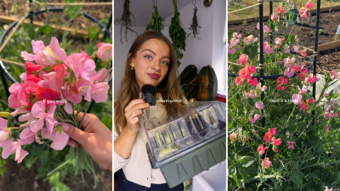 Gardener demonstrates money-saving hack using old toilet paper rolls: ‘This is genius’ One gardener's clever hack shows how you can start your dream garden for free, using something you probably throw away every single day.