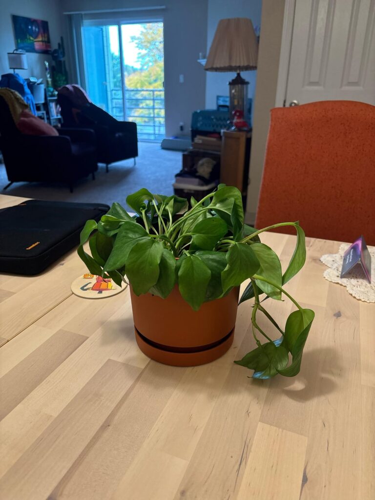 Pothos is unhappy Pothos is unhappy