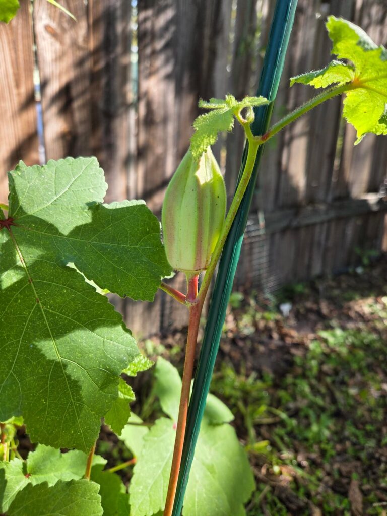 Is this okra pod too big?