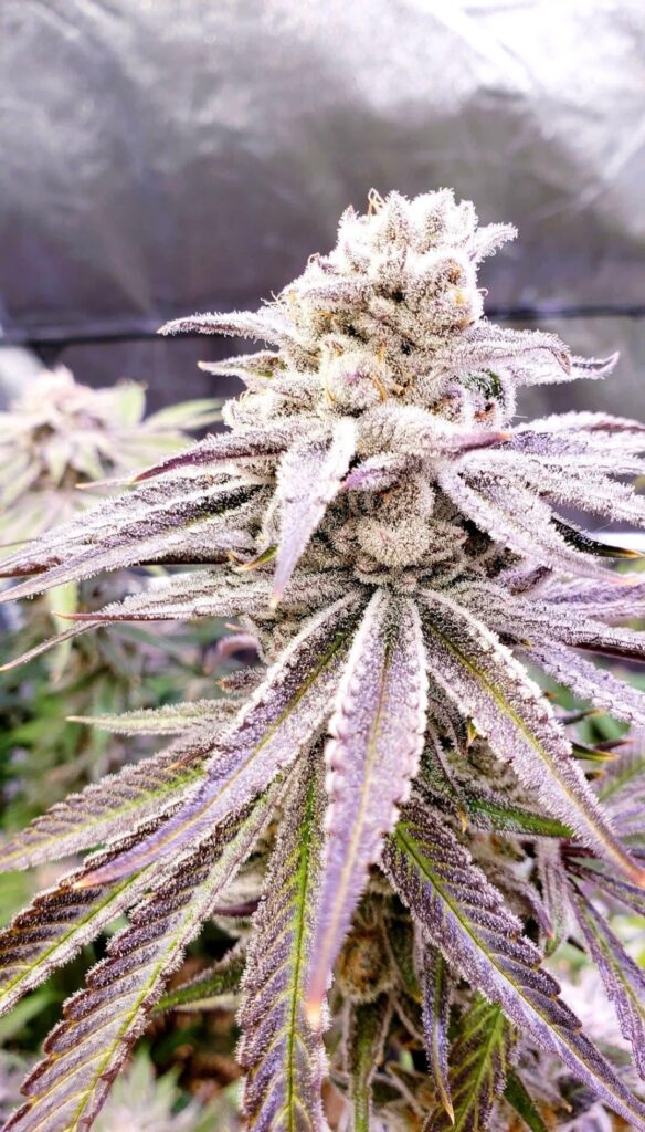 Best pheno of Sugarcane