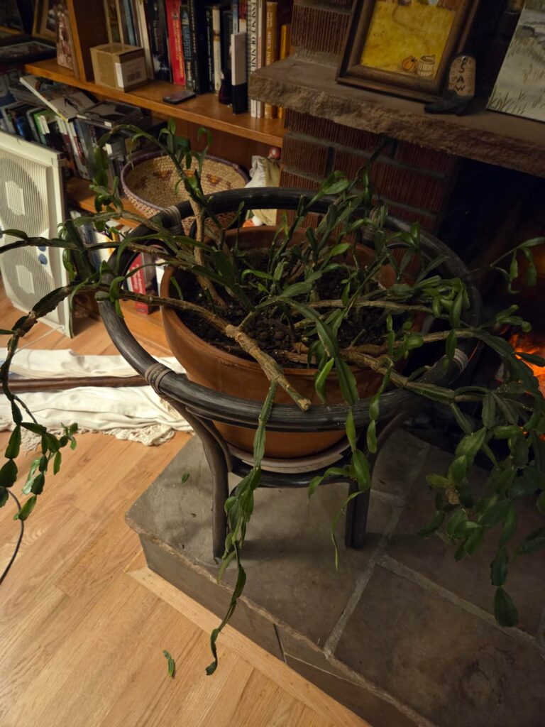 Christmas Cactus suddenly struggling? Christmas Cactus suddenly struggling?