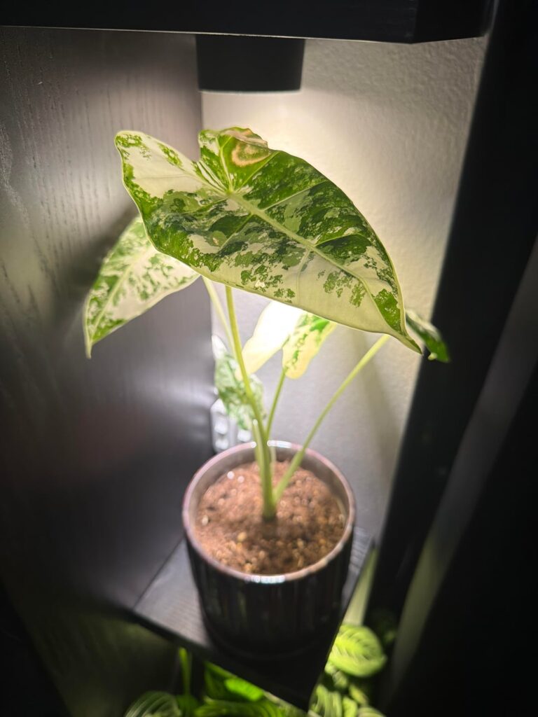My Dumb plant keeps burning himself My Dumb plant keeps burning himself