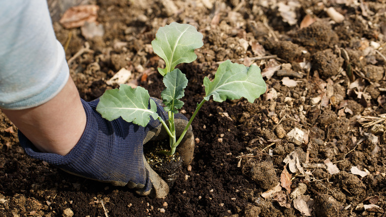A gardener planting broccoli seedlings into a garden bed