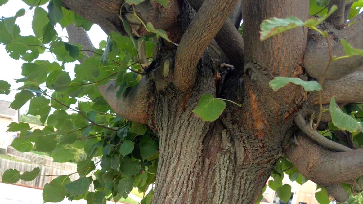 Gardener warned after sharing photos of baffling landscaping decision: ‘This is not good’ Reddit users had a lot to say.