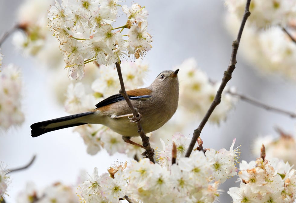 Cherry Blossom Tree bijie, china february 28: a bird stands on a branch of a cherry blossom tree on february 28, 2025 in bijie, guizhou province of china. (photo by qin gang/vcg via getty images)
