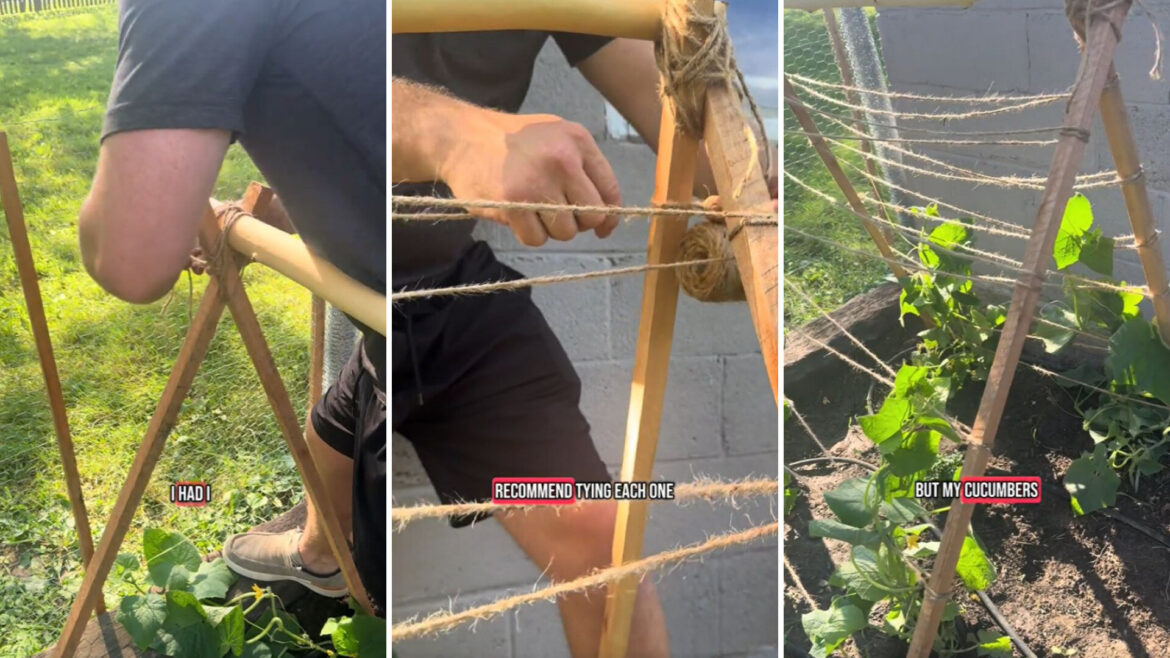 ‘It does not have to be complicated’ One clever TikTok user shows how to make a sturdy DIY trellis using scrap materials from around the yard.