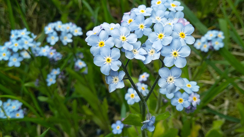 Light blue flowers of forget-me-not