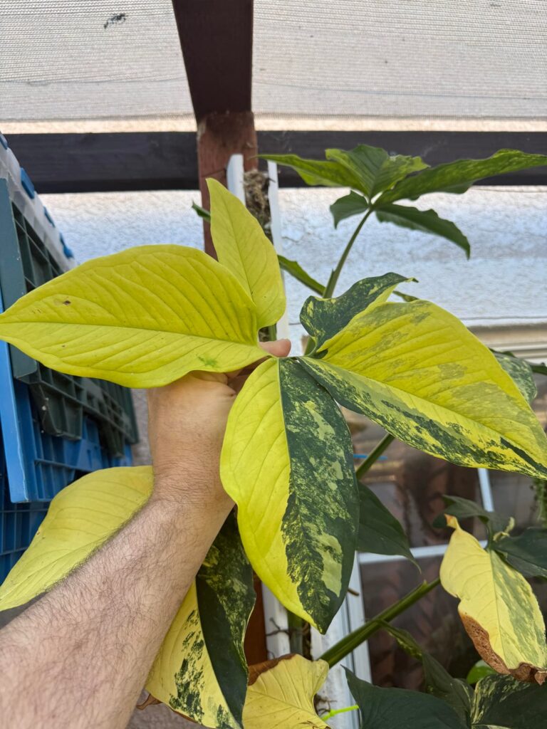 Syngonium aurea mature