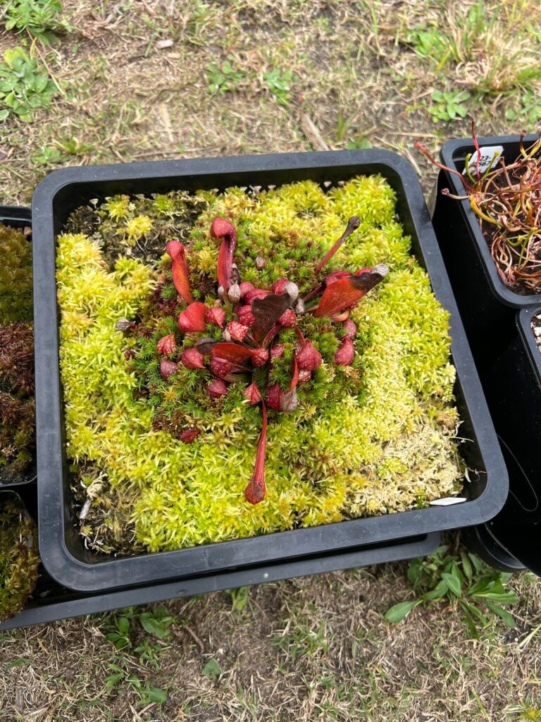 3 month psittacina pond basket update!!