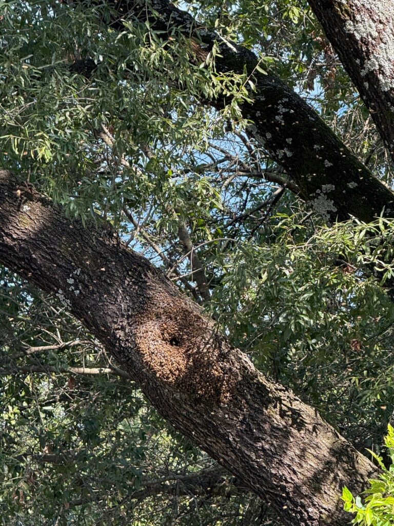 Bees in my oak tree; north Texas Bees in my oak tree; north Texas